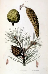 Botanical and zoological illustration from Dictionnaire pittoresque d