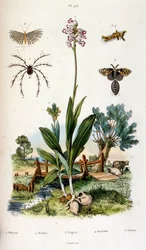 Botanical and zoological illustration from Dictionnaire pittoresque d