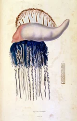 Botanical and zoological illustration from Dictionnaire pittoresque d