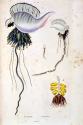 Botanical and Zoological Illustration from Dictionnaire pittoresque d