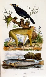 Botanical and Zoological Illustration from Dictionnaire pittoresque d