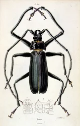 Botanical and Zoological Illustration from Dictionnaire pittoresque d