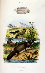 Botanical and Zoological Illustration from Dictionnaire pittoresque d