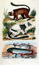 Botanical and Zoological Illustration from Dictionnaire pittoresque d