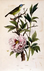 Botanical Illustration from Dictionnaire pittoresque d