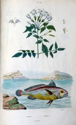 Jasmine and Johnius from Dictionnaire pittoresque d