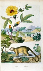 The Kinkajou; A Rainforest Mammal of the Family Procyonidae. Botanical and Zoological Illustration by F. E. Guerin. From Dictionnaire Pittoresque d