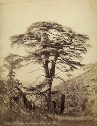 Large Cedar Tree in the Teniet el Haad Forest, Lebanon