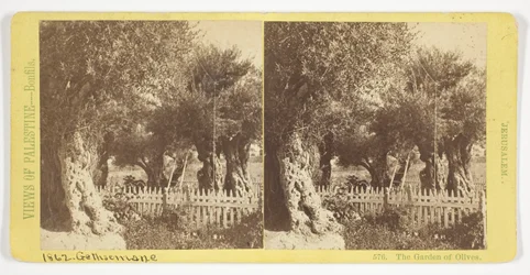 The Garden of Olives, Jerusalem, No. 576 from the series "Views of Palestine"