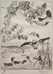 Lapwings and Teals