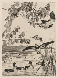 Lapwings and Teals