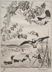 Lapwings and Teals