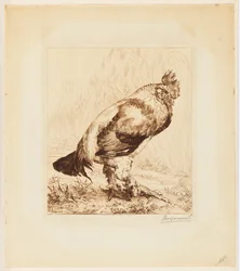 The Old Rooster