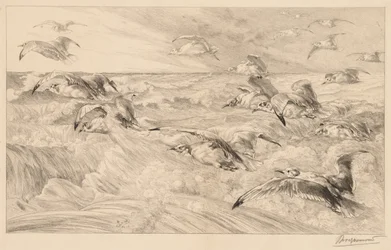 Seagulls
