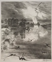 Swallows