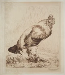 The Old Cock