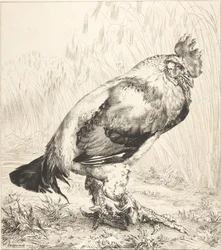 The Old Cock