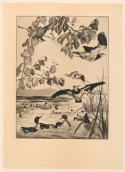 Lapwings and Teal