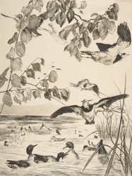 Lapwings and Teals