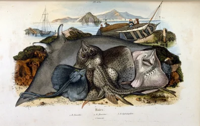 Illustration of Manta Ray fish