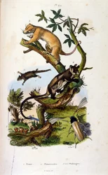 Illustration of mammals and insects