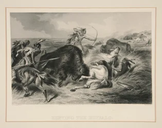 Hunting the Buffalo