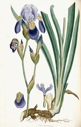 Iris Germanica