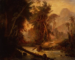 A Tropical Forest in Venezuela
