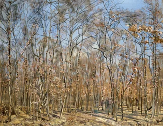 Beech forest