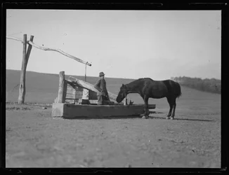 Horse at Waterhole