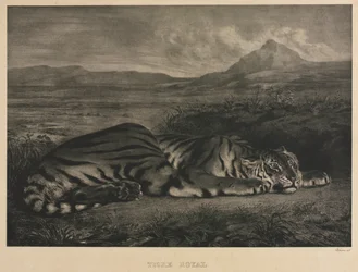 Royal Tiger