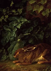 A Hare in Undergrowth