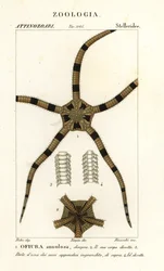 Brittle Star Echinoderm