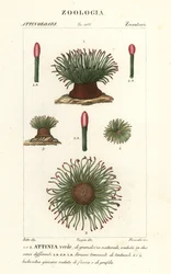Mediterranean Snakelocks Sea Anemone, Anemonia sulcata