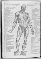 Anatomical study, illustration from De Humani Corporis Fabrica Librorum Epitome by Andreas Vesalius published in Basel, 1543