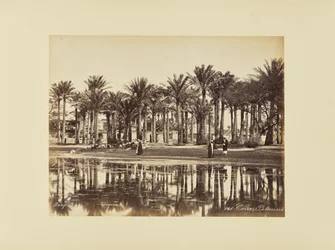 Cairo, Palm Trees