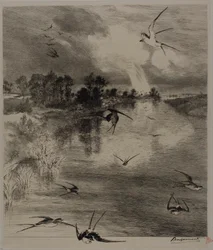 Swallows