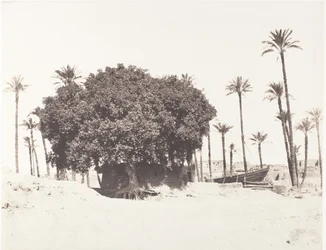 Esneh, Dattiers, Sycomore et Café Sur le Bord du Nil, 1851-52, printed 1853-54