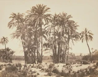 Grove of Date Palms Seen From Point A, Karnak
