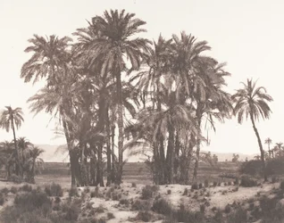 Karnak, Group of Date Palms Seen from Point A, 1851-52, printed 1853-54