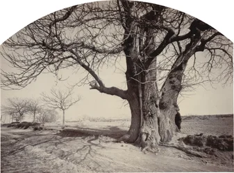 Grand Chestnut Tree on the Side of a Road, c.1875-1880