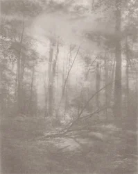 Foggy Jungle 2