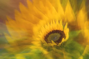 Vibrant Sunflower Radiance