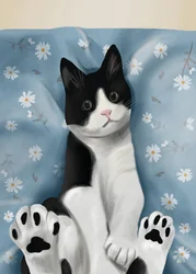 Cute Tuxedo Cat