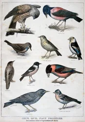 Birds that are Protected, and Helpful in Agriculture