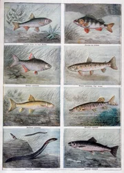 Freshwater Fish