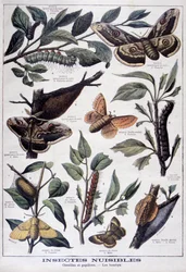 Harmful insects: caterpillars, butterflies and moths