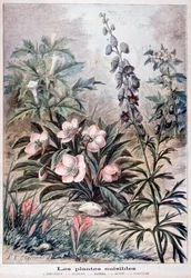 Harmful Plants