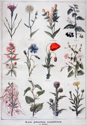 Harmful plants