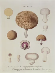 Hypophyllum campestre or the field mushroom, plate 130 from 